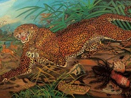 immagine di Leopardo