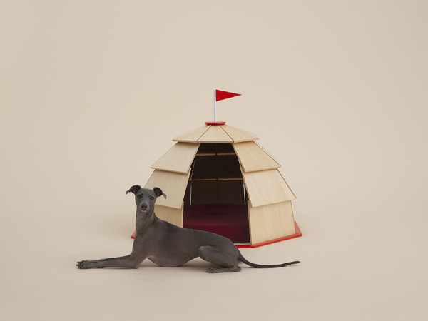 Giulio Iacchetti, Italian Greyhound I Ph. Hirosi Yoda