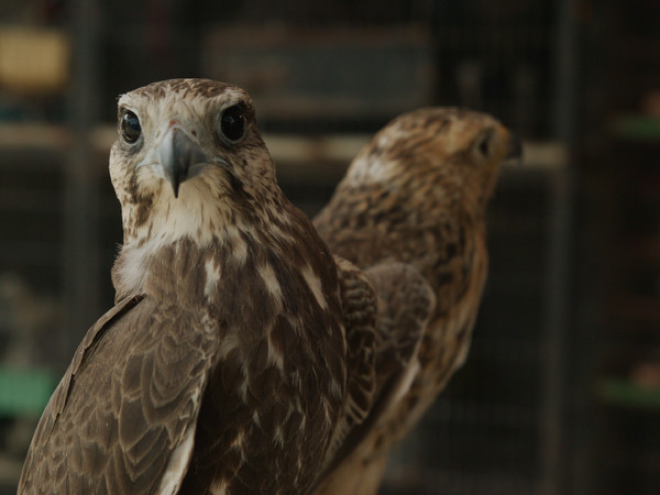 Elisa Caldana, Il falco di Karachi