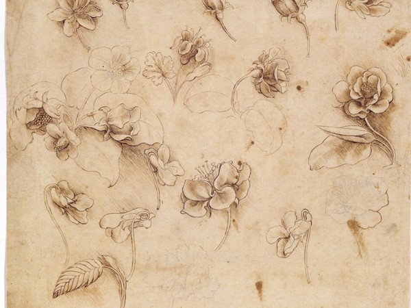 Leonardo Da Vinci, Studio di fiori, Gallerie dell’Accademia, Venezia